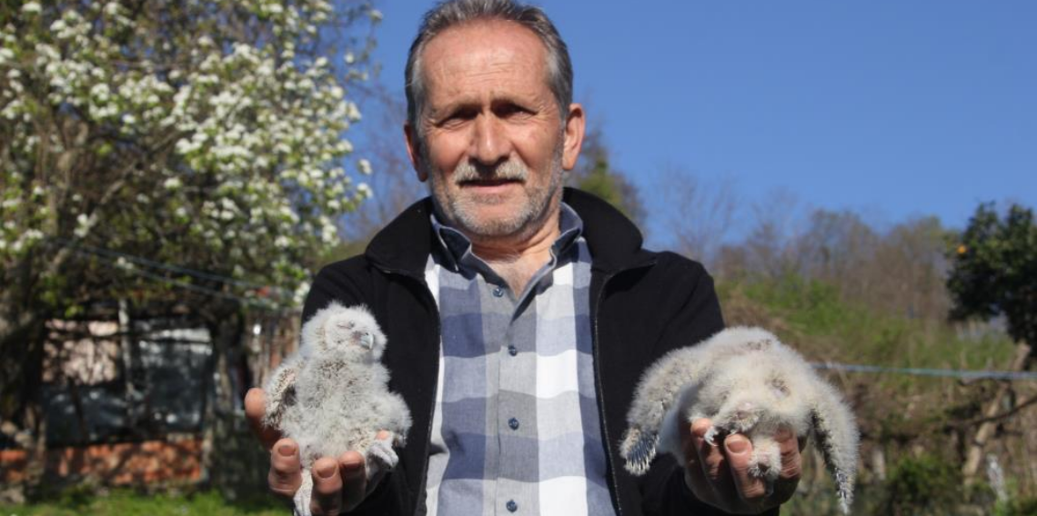 Ordu’da 20 Yıllık Dostluk: Baykuşlar Serendiyi Yuva Yaptı, Yavrulara İsim Veriliyor