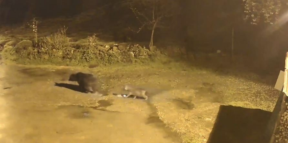 Artvin’de Ayılar Köylere İndi! Aç Kalan Yaban Hayvanları Yerleşimlere Yaklaşıyor