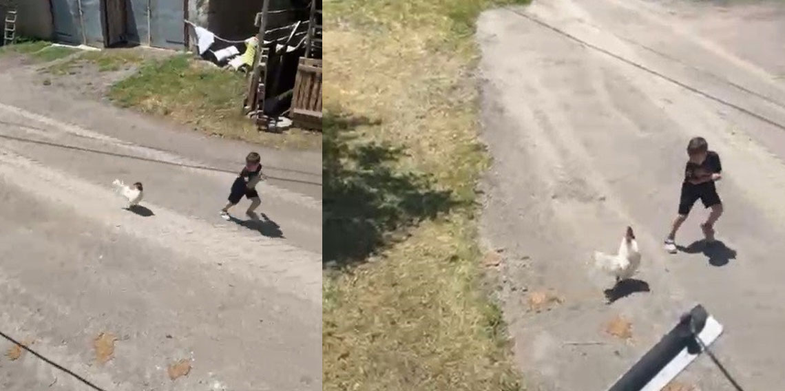 Küçük çocuğun horozla imtihanı: Horoz kovaladı minik Ömer Arda kaçtı