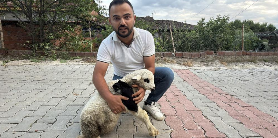 Tokat’ta sağlık personelinden yaralı kuzuya tam teşekküllü müdahale