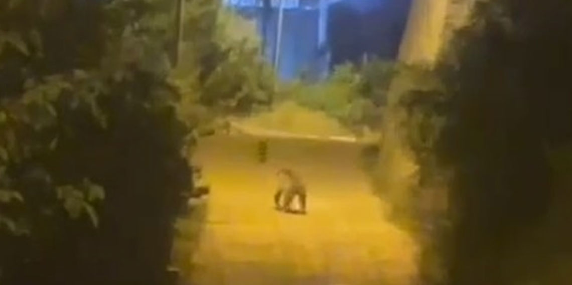Gümüşhane'de ayı şehir merkezinde görüntülendi