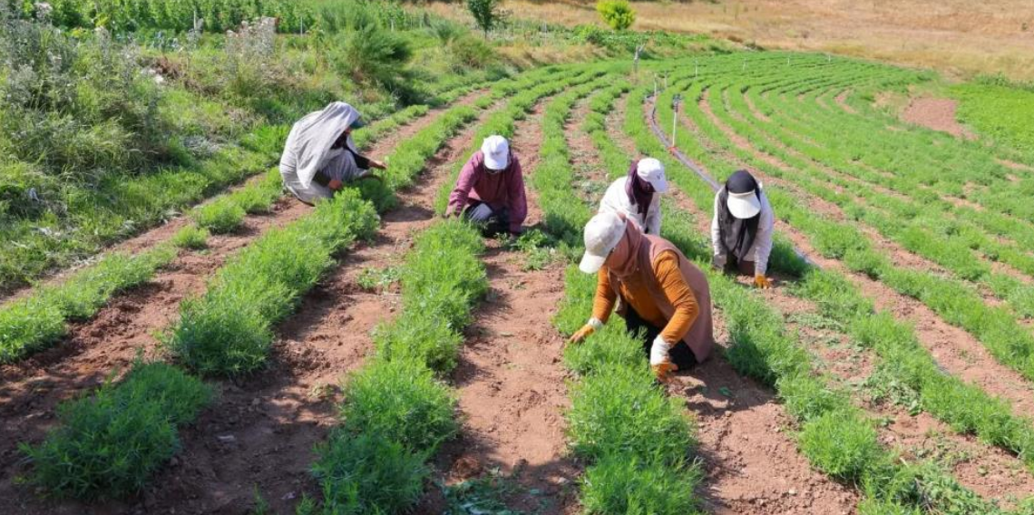 Bayburt’ta tarhun hasadı başladı