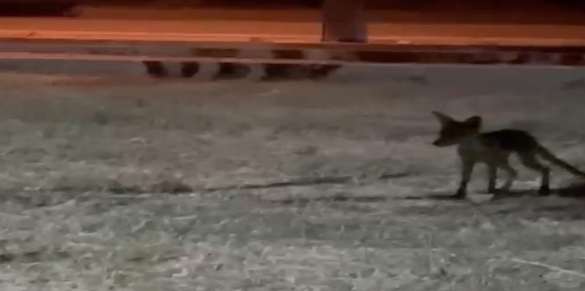 Çanakkale’de minik çocuğun topunu tilki böyle çaldı