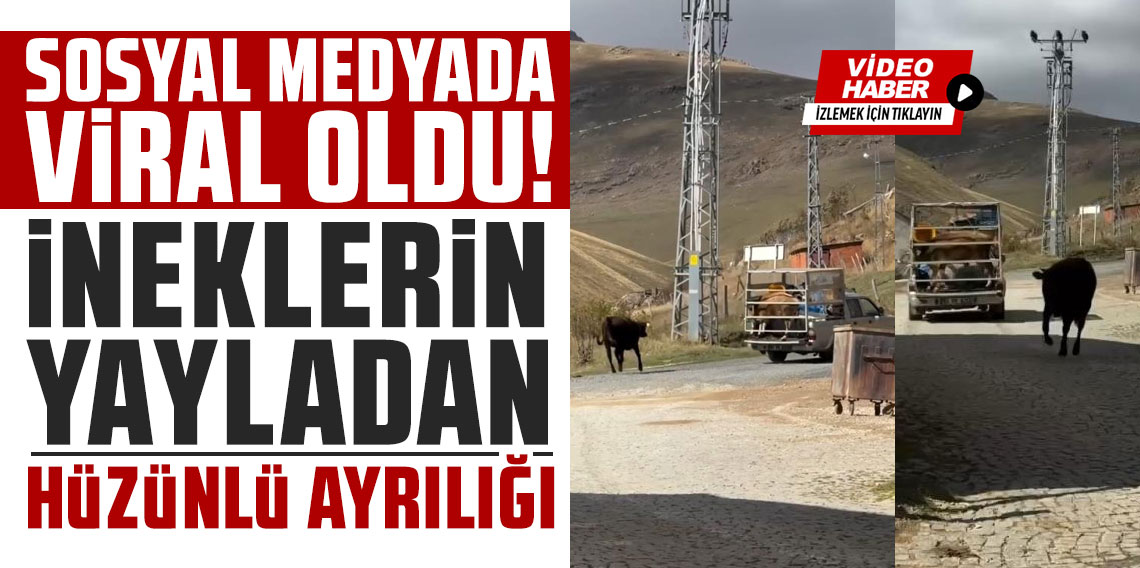 İneklerin yayladan hüzünlü ayrılığı sosyal medyada viral oldu