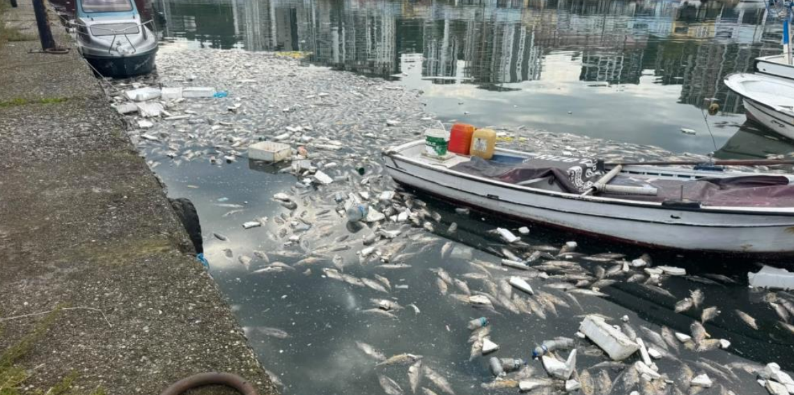 Palamut bolluğu çileye dönüştü, liman balık çöplüğüne döndü