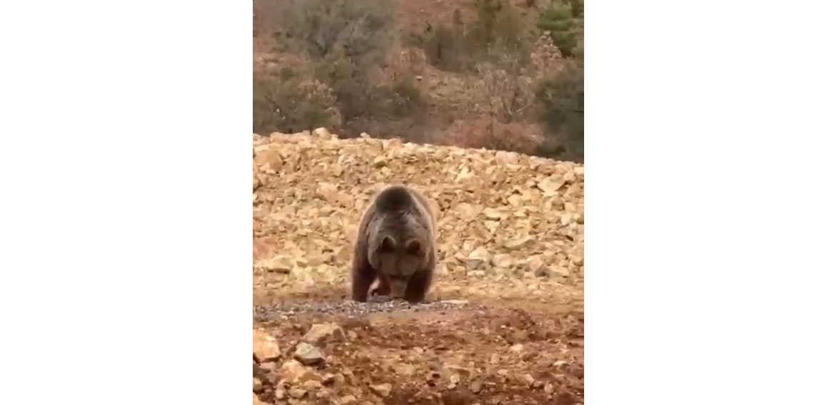 Yol kenarındaki ayıya 'hamsi' ziyafeti verdiler