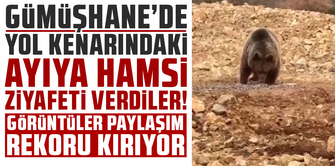Gümüşhane'de yol kenarındaki ayıya hamsi ziyafeti verdiler