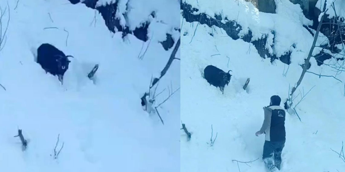 İş makinesi operatörü karda kaybolan keçiyi sahiplerine ulaştırdı!