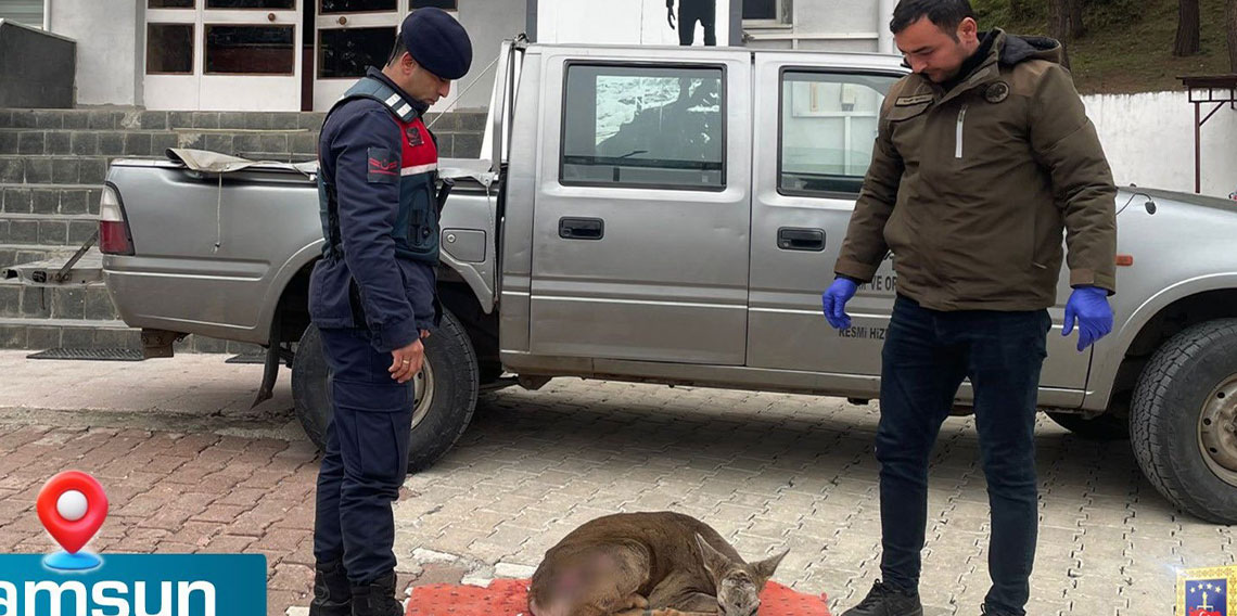 Jandarma, yaralı karacaya sahip çıktı