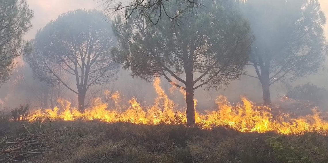 Yalova'da orman yangını