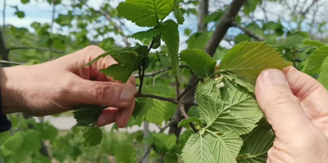 Fındıkta verim krizi büyüyor: Uzmanlar bahçelerin gençleştirilmesi gerektiğini vurguluyor