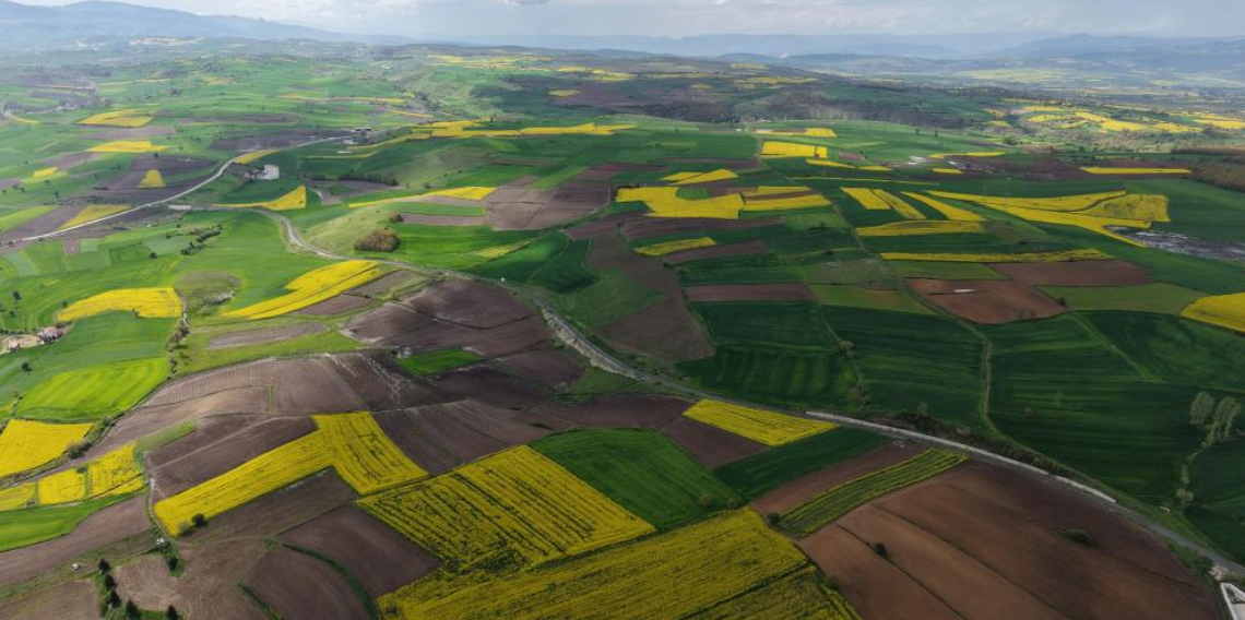 Samsun’da kanola üretimi 47 bin dekara ulaştı