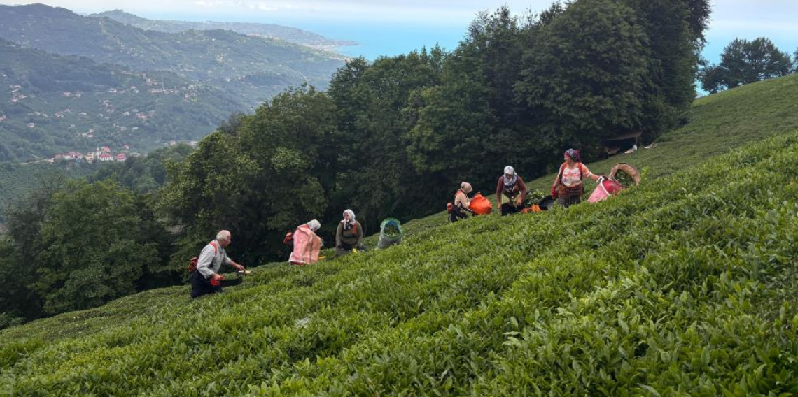 Karadeniz'in yeşil altınında zorlu hasat sürüyor