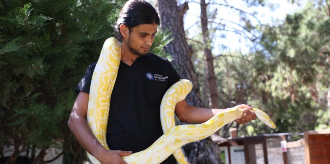Antalya Doğal Yaşam Parkı'nda 5 farklı türe ait 28 yılan ilgi odağı oldu