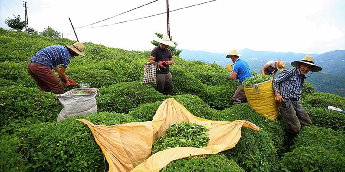 Rize'nin 8 aylık çay ihracatı 7,4 milyon dolar oldu