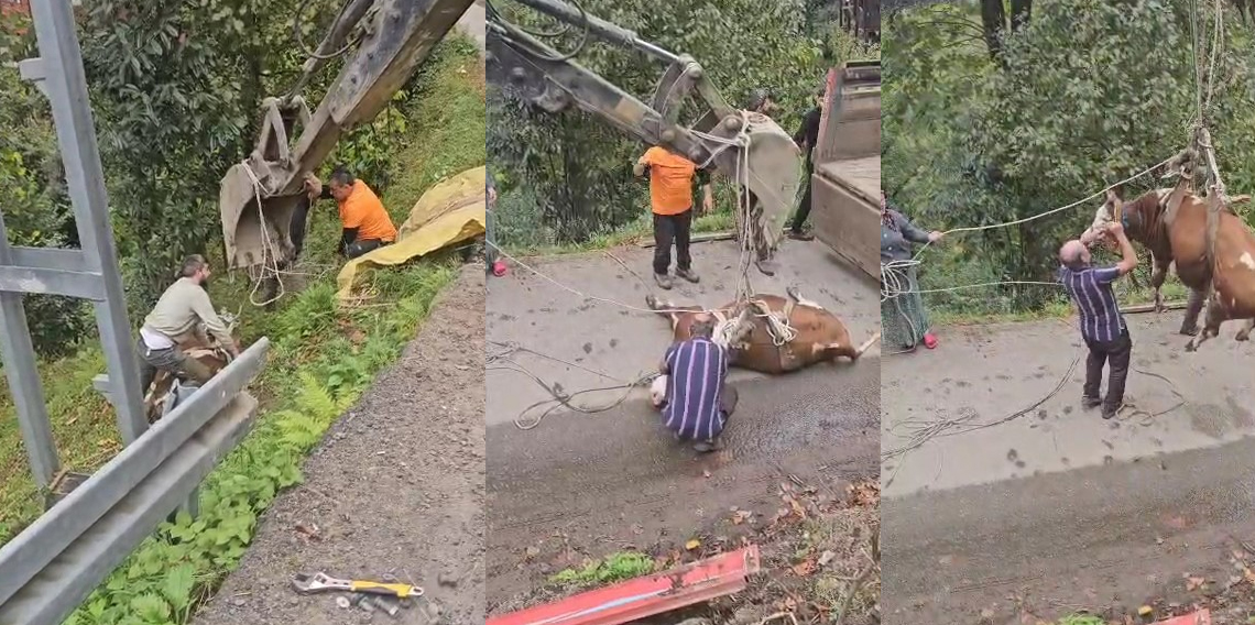 Rize'de Vinçle İnek Kurtarma Operasyonu