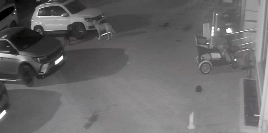 Sokak köpekleri park halindeki aracı parçaladı