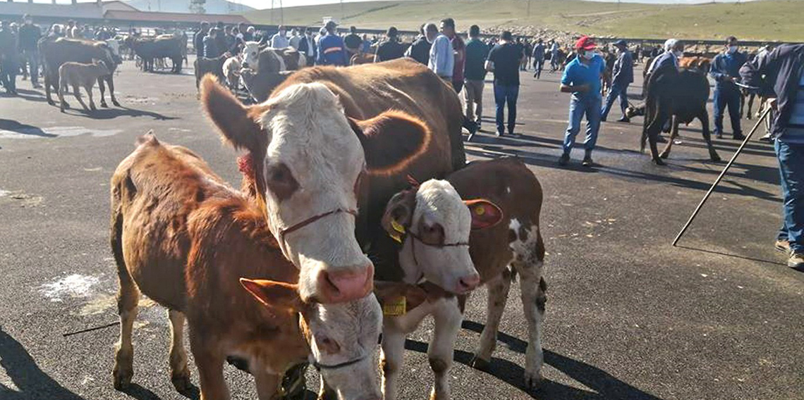 Bayburt şap karantinası sonlandırıldı