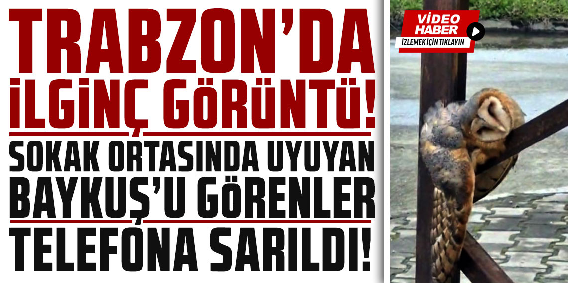 Trabzon Araklı’da sokak ortasında uyuyan Baykuş mahalleliyi şaşırttı