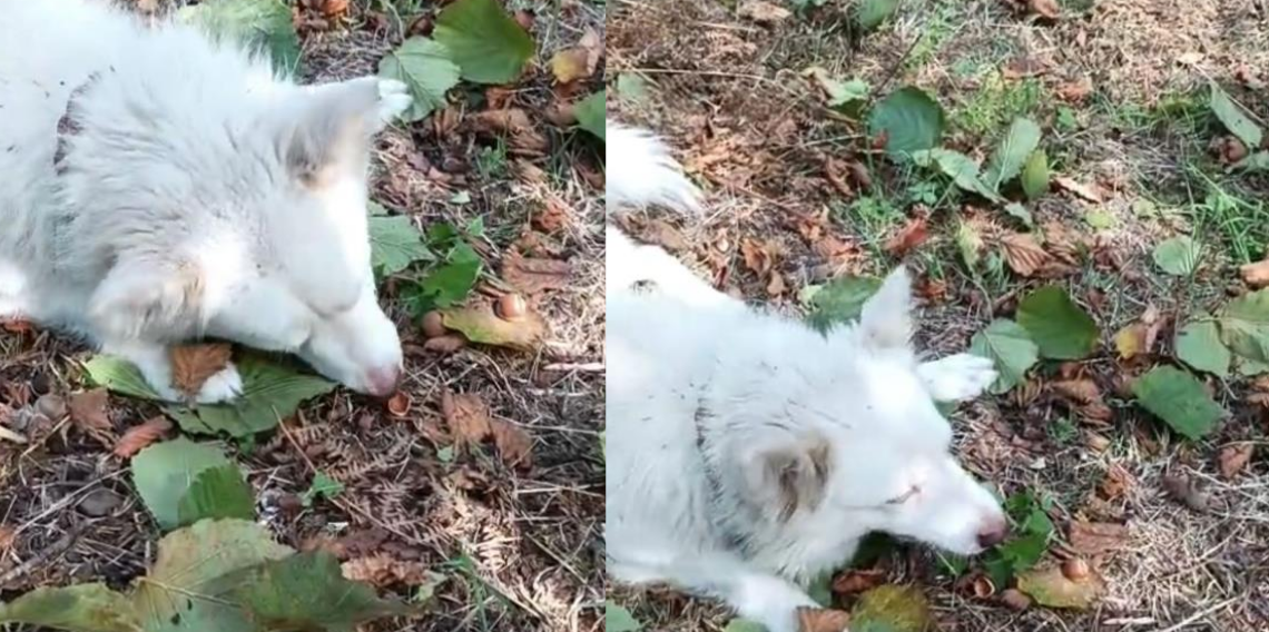 Seni gidi fındık kıran! Trabzon’da Duman isimli köpeğin fındık yeteneği şaşırttı