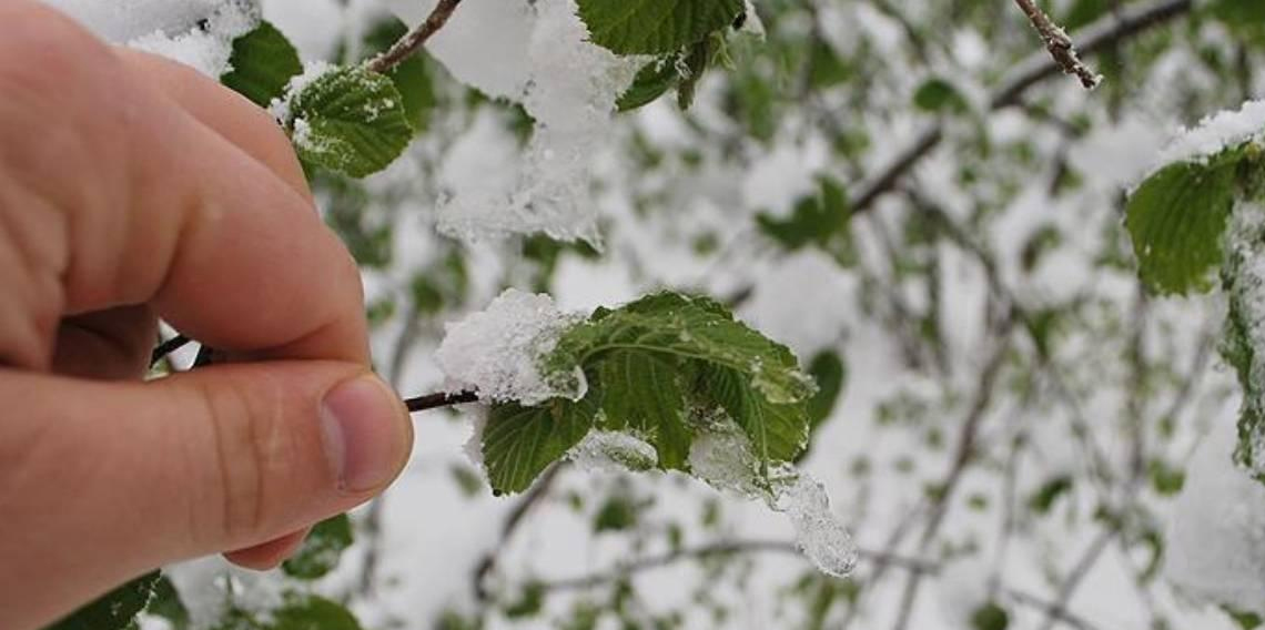 Eyvah! Karadeniz'de 'zirai don'