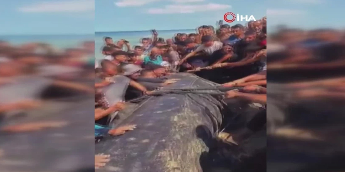 Gazze'de yaklaşık 10 metre uzunluğundaki dev balık karaya vurdu