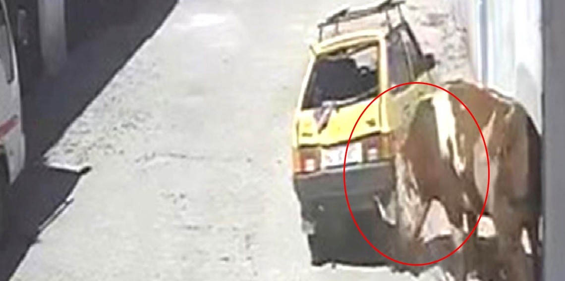 Ahırdan kaçan kızgın boğa, hırsını otomobilden çıkarttı