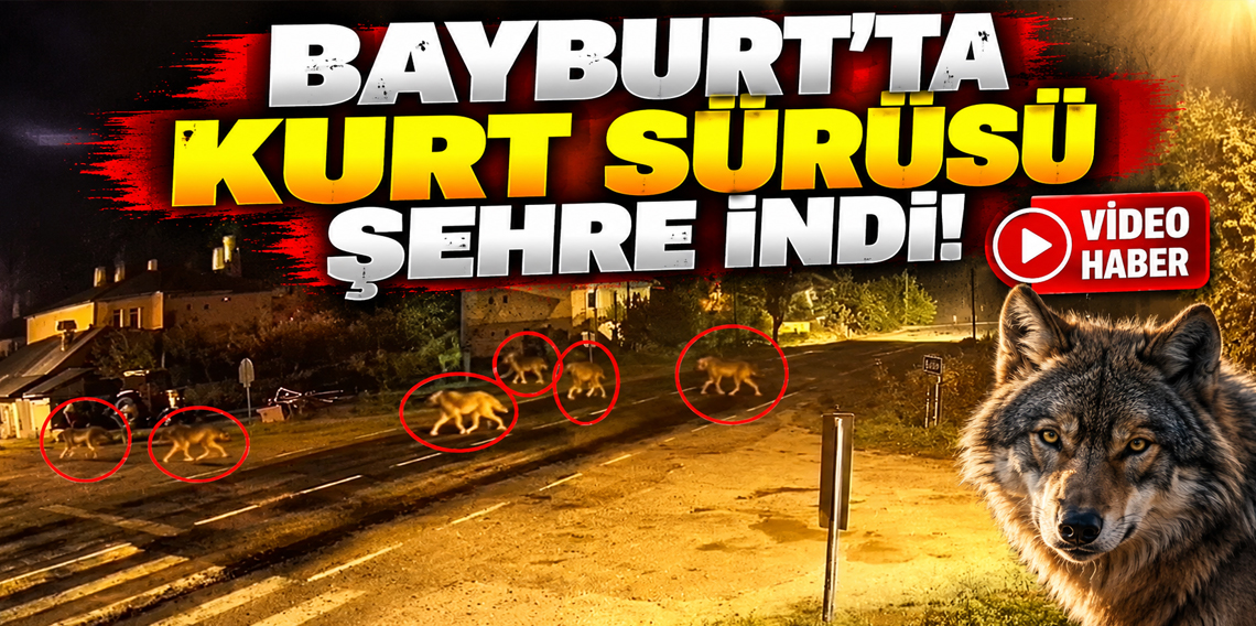 Bayburt’ta yerleşim yerine inen kurt sürüsü kameraya yansıdı