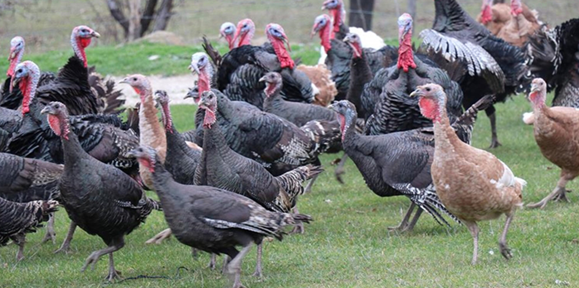 Fiyatı 4 bin lirayı buluyor...