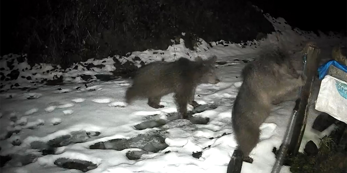  Rize'de arı kovanlarına musallat olan ayılar ‘Elektro Şoklu Çit Sistemi' engelini aşamadı