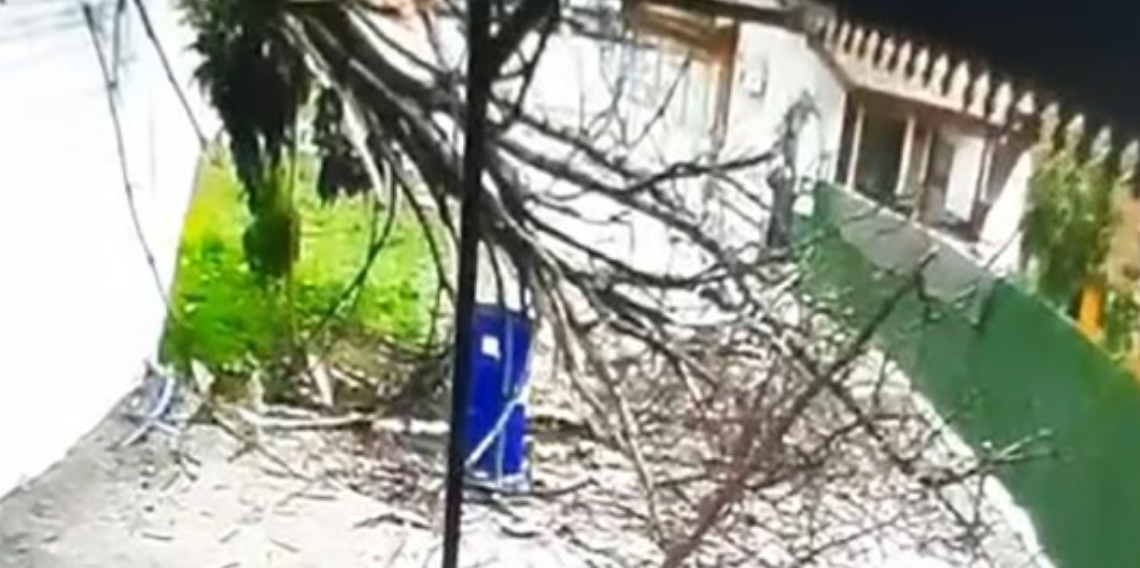 Fırtına Ağacı Devirdi: Kaldırımdaki Vatandaş Son Anda Kurtuldu