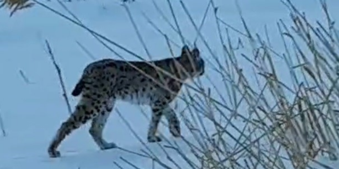 Bayburt’ta Nadir Görüntü, Koruma Altındaki Vaşak Köyde Kameraya Yansıdı