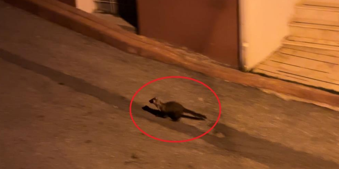Bu mahallede geceleri sansarlar geziyor