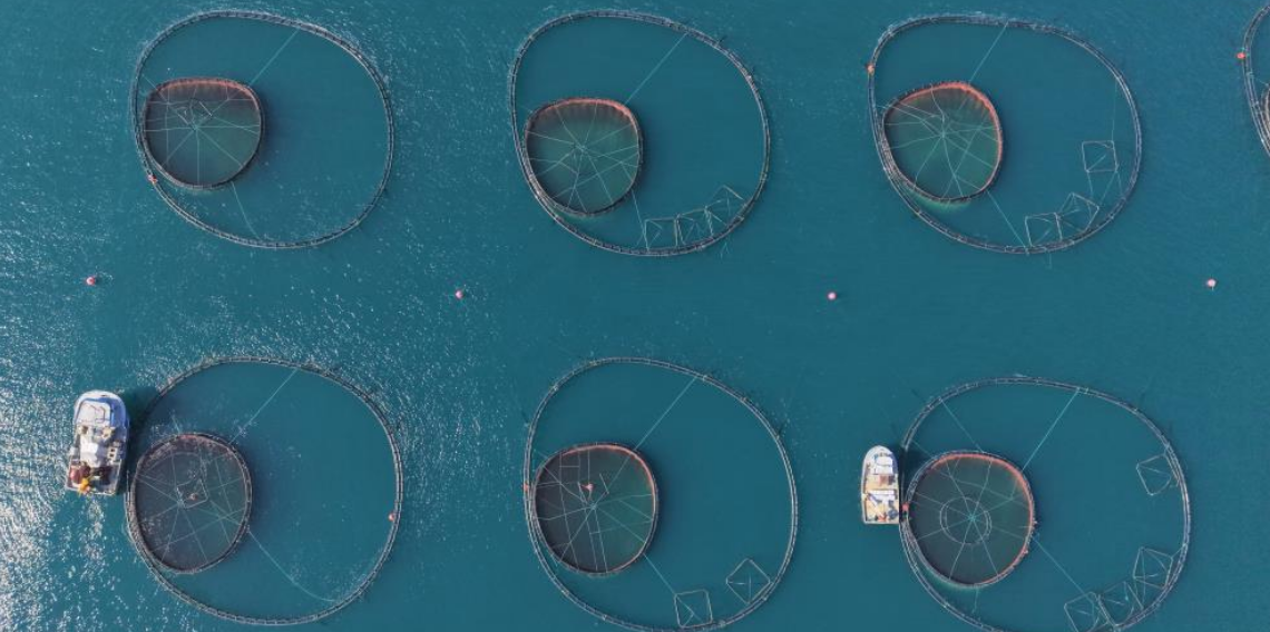 Ordu'da kafeslerde üretilen balıklar, 28 milyon euroluk ihracat geliri sağladı