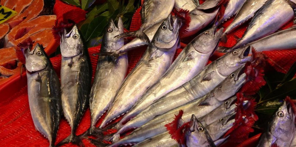 Trabzon'da palamut bereketi: 1 Eylül'den bu yana bin 300 ton palamut avlandı