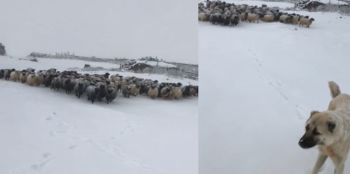 Artvin’de kar yağışı sürü sahiplerine zor anlar yaşattı