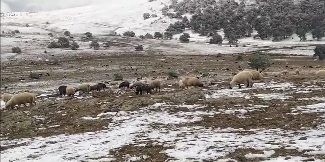 Tokat'ta çoban koyunlarını türkü söyleyerek otlattı