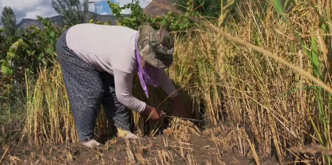 Yusufeli'nde pirinç hasadı başladı!