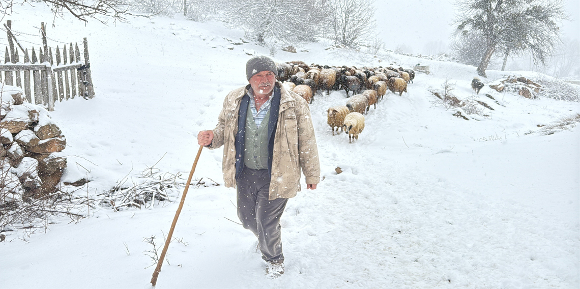 Hayvanlarını otlatmak için meraya çıkan çobanlara kar sürprizi