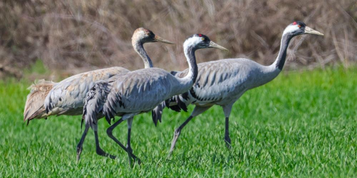 Tokat Erbaa’da Baharın Müjdecisi Turnalar Görüntülendi