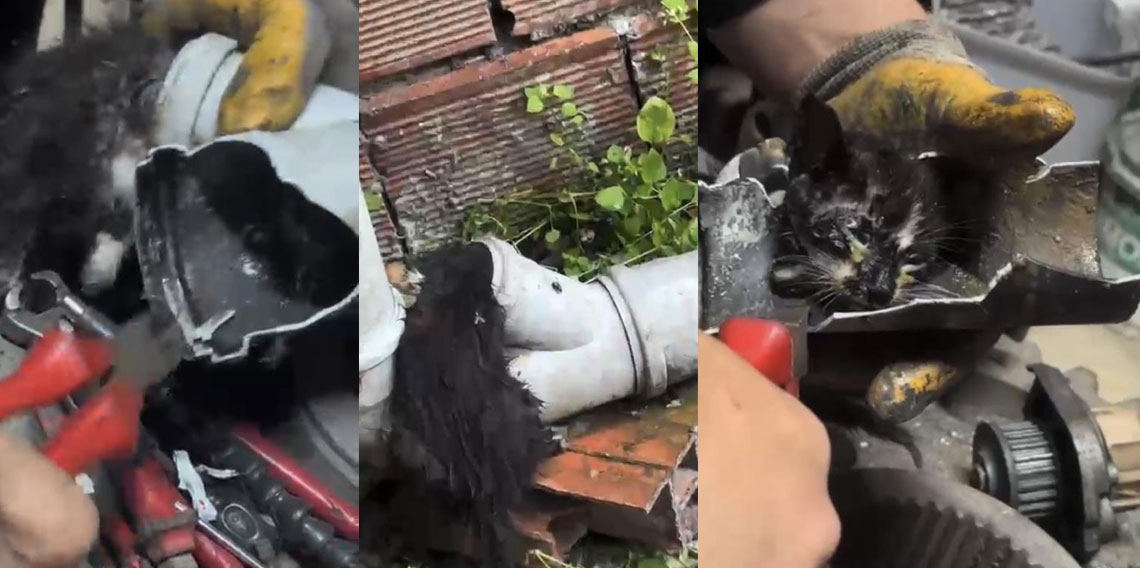 Yağmur suyu borusuna sıkışan yavru kedi uzun uğraşlar sonrasında kurtarıldı