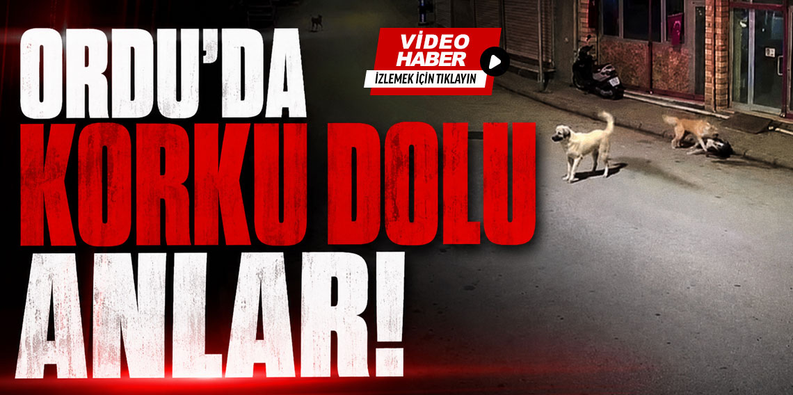 Ordu'da Korkuç Anlar! Küçük çocuk sokak köpeklerinin saldırısına uğradı