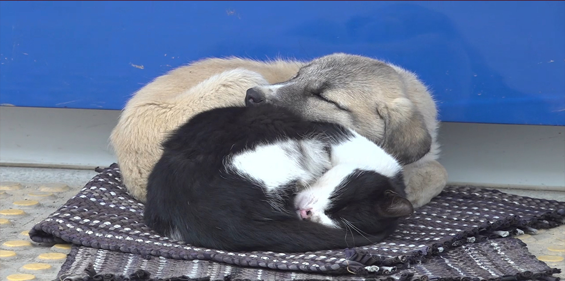 Kedi ve köpeğin görüntüsü soğuk havada yürekleri ısıttı