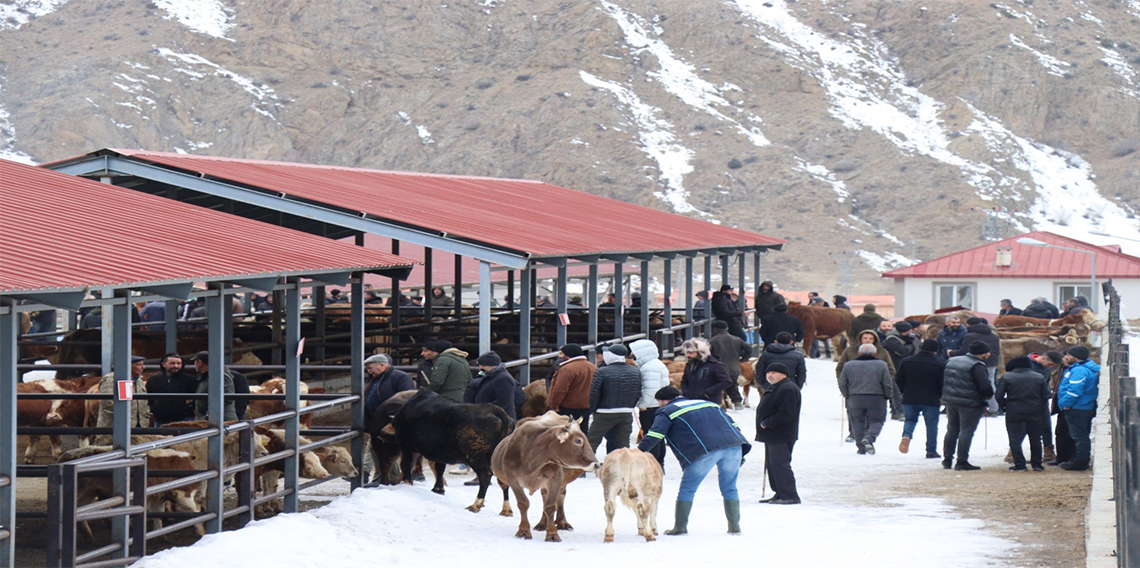 Oltu'daki hayvan pazarı yeniden açıldı