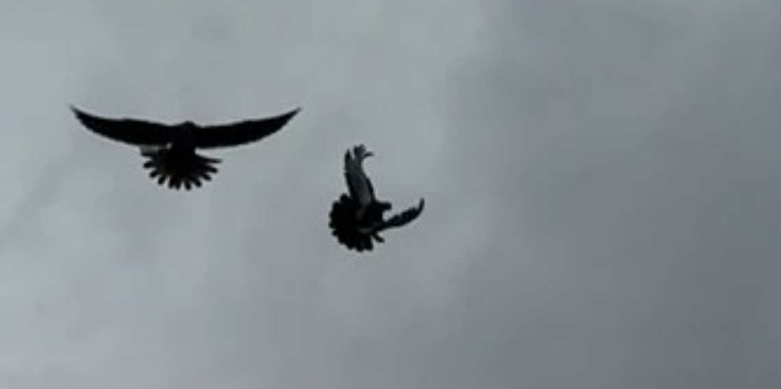 Leylekli Köprü’de Nefes Kesen Av Anı Kamerada