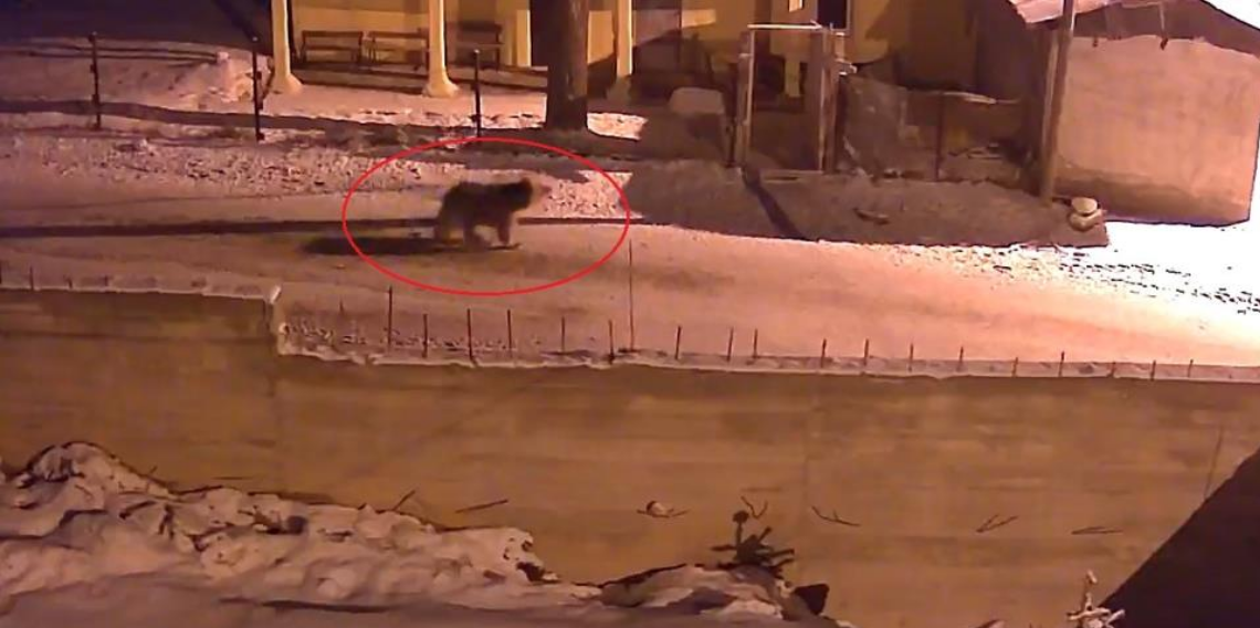 Bayburt’ta yiyecek arayan ayılar kameraya yakalandı