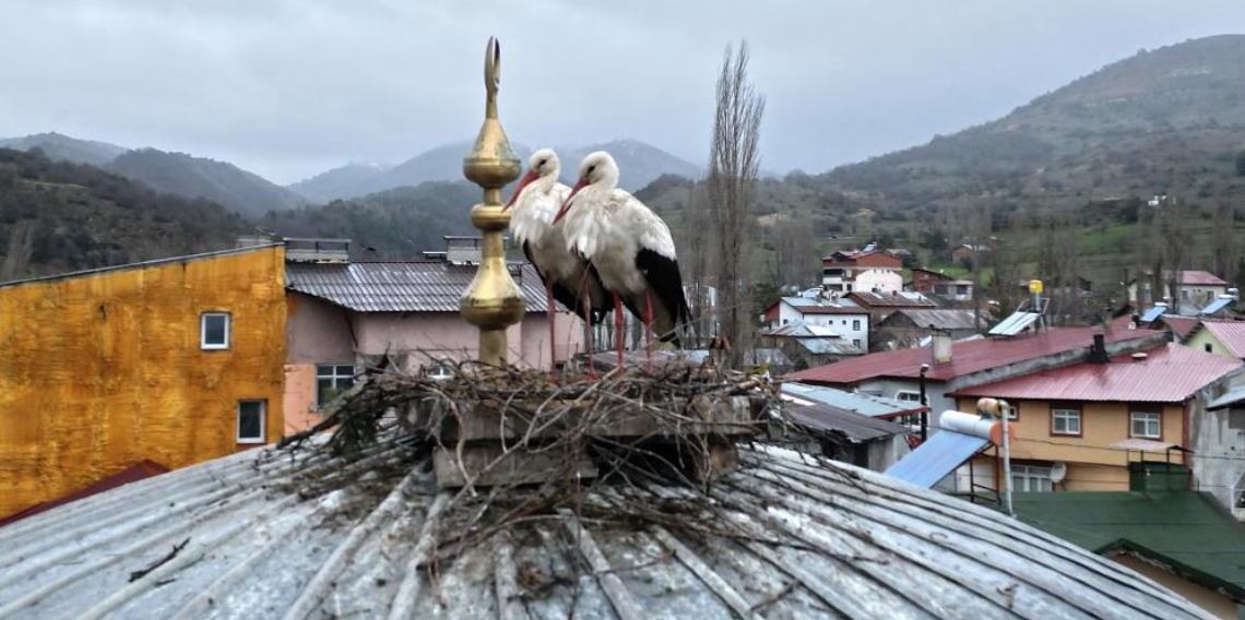 Başçiftlik’e 25 yıl sonra leylek sürprizi! Tokat’ta doğa yeniden canlandı