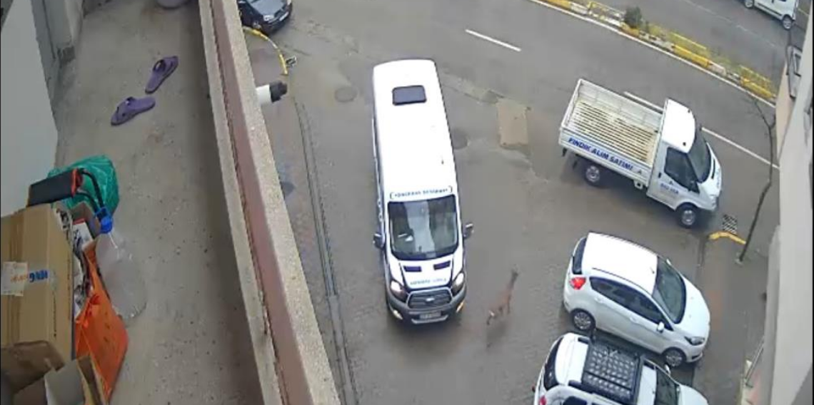 Karaca Giresun'un Görele ilçesinde şehir merkezine indi: iki araca çarptı, gözden kayboldu