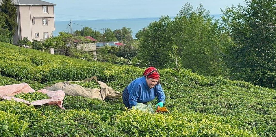Rize'de güneşli havayı fırsat bilen çay üreticileri hasat için bahçelere girmeye başladı