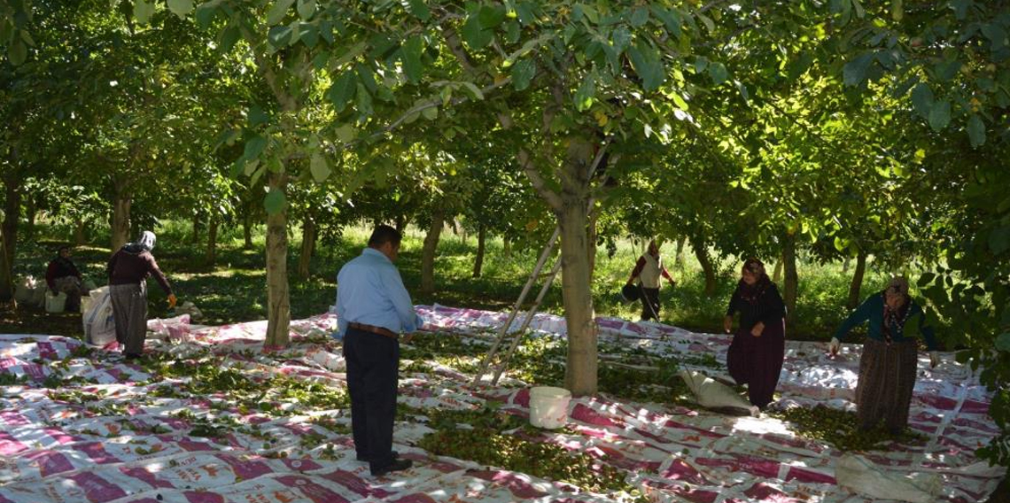 Modern tekniklerle toplanan Niksar cevizinde kalite zirveye taşındı